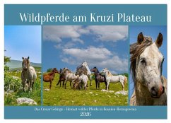 Wildpferde am Kruzi Plateau (Wandkalender 2026 DIN A2 quer), CALVENDO Monatskalender - Calvendo;Di Chito, Ursula