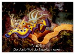 Nudis - Die bunte Welt der Nacktschnecken (Tischkalender 2026 DIN A5 quer), CALVENDO Monatskalender