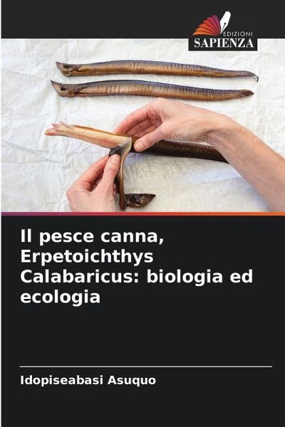 Il pesce canna, Erpetoichthys Calabaricus: biologia ed ecologia Il pesce canna, Erpetoichthys Calabaricus: biologia ed ecologia