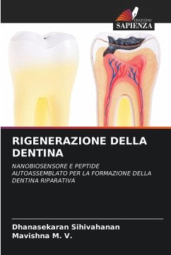Cover RIGENERAZIONE DELLA DENTINA