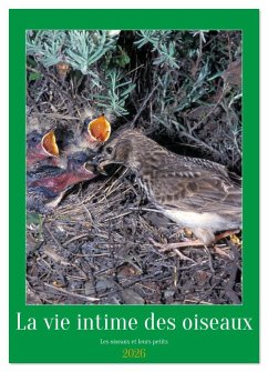 La vie intime des oiseaux Les oiseaux et leurs petits (Calendrier mural 2026 DIN A4 horizontal), CALVENDO calendrier mensuel La vie intime des oiseaux Les oiseaux et leurs petits (Calendrier mural 2026 DIN A4 horizontal), CALVENDO calendrier mensuel