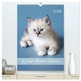 Heilige Birma Kitten Kalender mit Planer (hochwertiger Premium Wandkalender 2026 DIN A2 hoch), Kunstdruck in Hochglanz