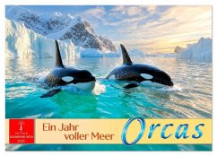 Orcas - ein Jahr voller Meer (Wandkalender 2026 DIN A3 quer), CALVENDO Monatskalender