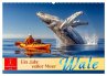 Wale - ein Jahr voller Meer... - Bild 1