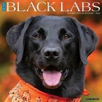 Black Labs 2026 12 X 12 Wall Calendar