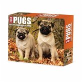Just Pugs 2026 5.4 X 6.2 Box Calendar Just Pugs 2026 5.4 X 6.2 Box Calendar
