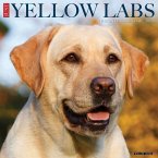 Yellow Labs 2026 12 X 12 Wall Calendar