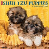 Shih Tzu Puppies 2026 12 X 12 Wall Calendar