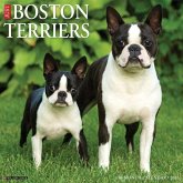 Boston Terriers 2026 12 X 12 Wall Calendar Boston Terriers 2026 12 X 12 Wall Calendar