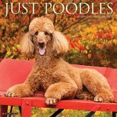Poodles 2026 12 X 12 Wall Calendar Poodles 2026 12 X 12 Wall Calendar