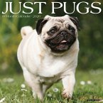 Pugs 2026 Wall Calendar