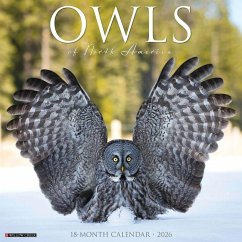 Owls 2026 12 X 12 Wall Calendar - Willow Creek Press