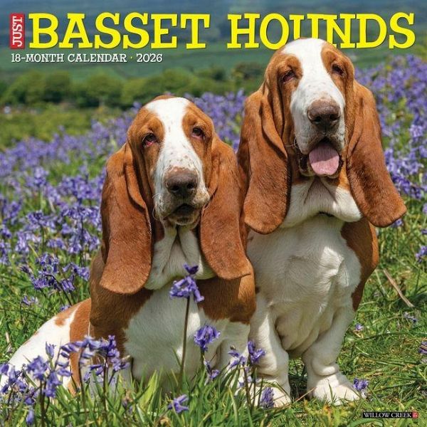 Basset Hounds 2026 Wall Calendar