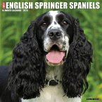 English Springer Spaniels 2026 12 X 12 Wall Calendar English Springer Spaniels 2026 12 X 12 Wall Calendar