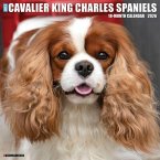 Cavalier King Charles Spaniels 2026 12 X 12 Wall Calendar Cavalier King Charles Spaniels 2026 12 X 12 Wall Calendar