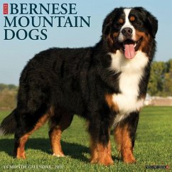 Cover Bernese Mountain Dogs 2026 Wall Calendar