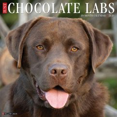 Cover Chocolate Labs 2026 12 X 12 Wall Calendar