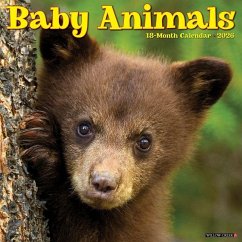 Baby Animals 2026 12 X 12 Wall Calendar - Willow Creek Press