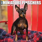 Miniature Pinschers 2026 12 X 12 Wall Calendar Miniature Pinschers 2026 12 X 12 Wall Calendar