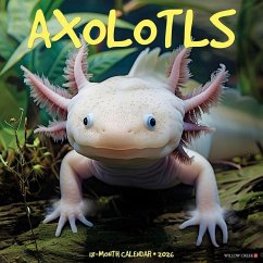Axolotls 2026 12 X 12 Wall Calendar - Willow Creek Press