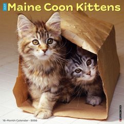 Maine Coon Kittens 2026 12 X 12 Wall Calendar - Willow Creek Press