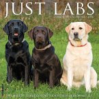 Labs 2026 12 X 12 Wall Calendar