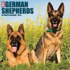 German Shepherds 2026 12 X 12 Wall Calendar German Shepherds 2026 12 X 12 Wall Calendar