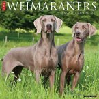 Weimaraners 2026 Wall Calendar