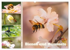 Bienen und Hummeln in Aktion (Wandkalender 2026 DIN A2 quer), CALVENDO Monatskalender