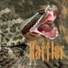 Rattler (eBook, ePUB) - Bild 1