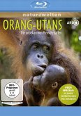 Orang-Utans + 60 Jahre Expeditionen Ins Tierreich