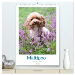 Maltipoo - Malteser - Pudel 2026 (hochwertiger Premium Wandkalender 2026 DIN A2 hoch), Kunstdruck in Hochglanz