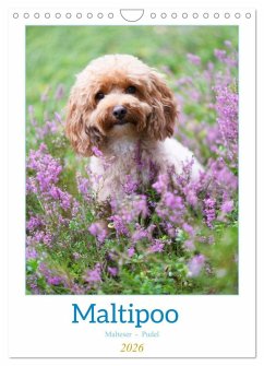 Maltipoo - Malteser - Pudel 2026 (Wandkalender 2026 DIN A4 hoch), CALVENDO Monatskalender