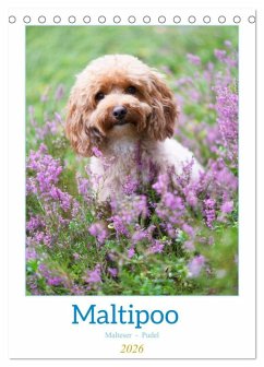 Maltipoo - Malteser - Pudel 2026 (Tischkalender 2026 DIN A5 hoch), CALVENDO Monatskalender Maltipoo - Malteser - Pudel 2026 (Tischkalender 2026 DIN A5 hoch), CALVENDO Monatskalender