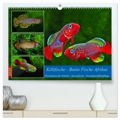 Killifische - Bunte Fische Afrikas (hochwertiger Premium Wandkalender 2026 DIN A2 quer), Kunstdruck in Hochglanz