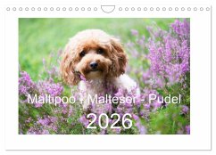 Maltipoo - Malteser -Pudel (Wandkalender 2026 DIN A4 quer), CALVENDO Monatskalender