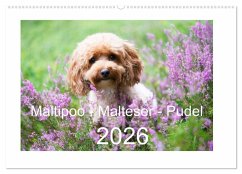 Maltipoo - Malteser -Pudel (Wandkalender 2026 DIN A2 quer), CALVENDO Monatskalender