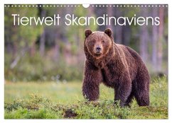 Tierwelt Skandinaviens (Wandkalender 2026 DIN A3 quer), CALVENDO Monatskalender