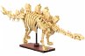 CaDA Dinosaurier Fossil Stegosaurus... - Bild 1