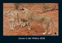 Cover Löwen in der Wildnis 2026 Fotokalender DIN A4