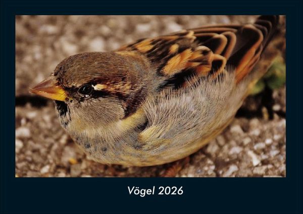 Vögel 2026 Fotokalender DIN A4