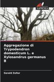 Aggregazione di Trypodendron domesticum L. e Xylosandrus germanus B Aggregazione di Trypodendron domesticum L. e Xylosandrus germanus B