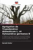 Agrégation de Trypodendron domesticum L. et Xylosandrus germanus B Agrégation de Trypodendron domesticum L. et Xylosandrus germanus B
