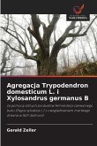 Agregacja Trypodendron domesticum L. i Xylosandrus germanus B Agregacja Trypodendron domesticum L. i Xylosandrus germanus B