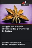 Artiglio del diavolo (Proboscidea parviflora) in Sudan