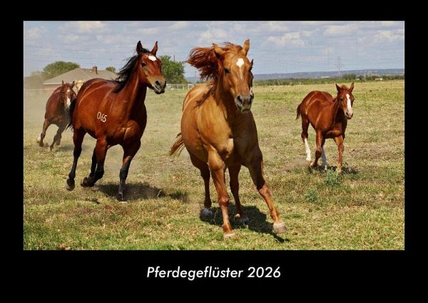 Pferdegeflüster 2026 Fotokalender DIN A3 Pferdegeflüster 2026 Fotokalender DIN A3