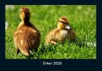 Enten 2026 Fotokalender DIN A4