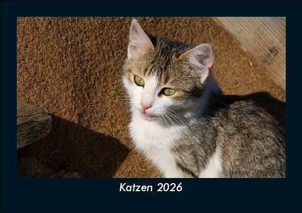 Katzen 2026 Fotokalender DIN A5
