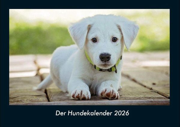 Der Hundekalender 2026 Fotokalender DIN A4