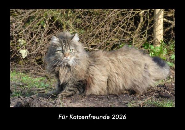 Für Katzenfreunde 2026 Fotokalender DIN A3
